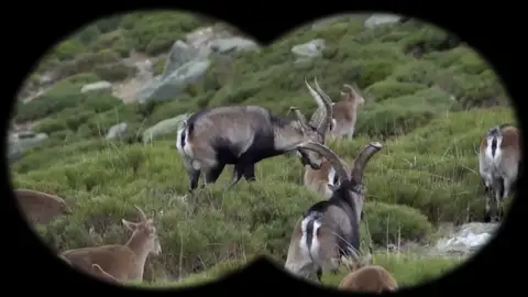 El atractivo de la cabra montés El atractivo de la cabra montés