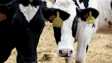 Detalle de dos vacas en la granja More Holstein en Bétera, Valencia.