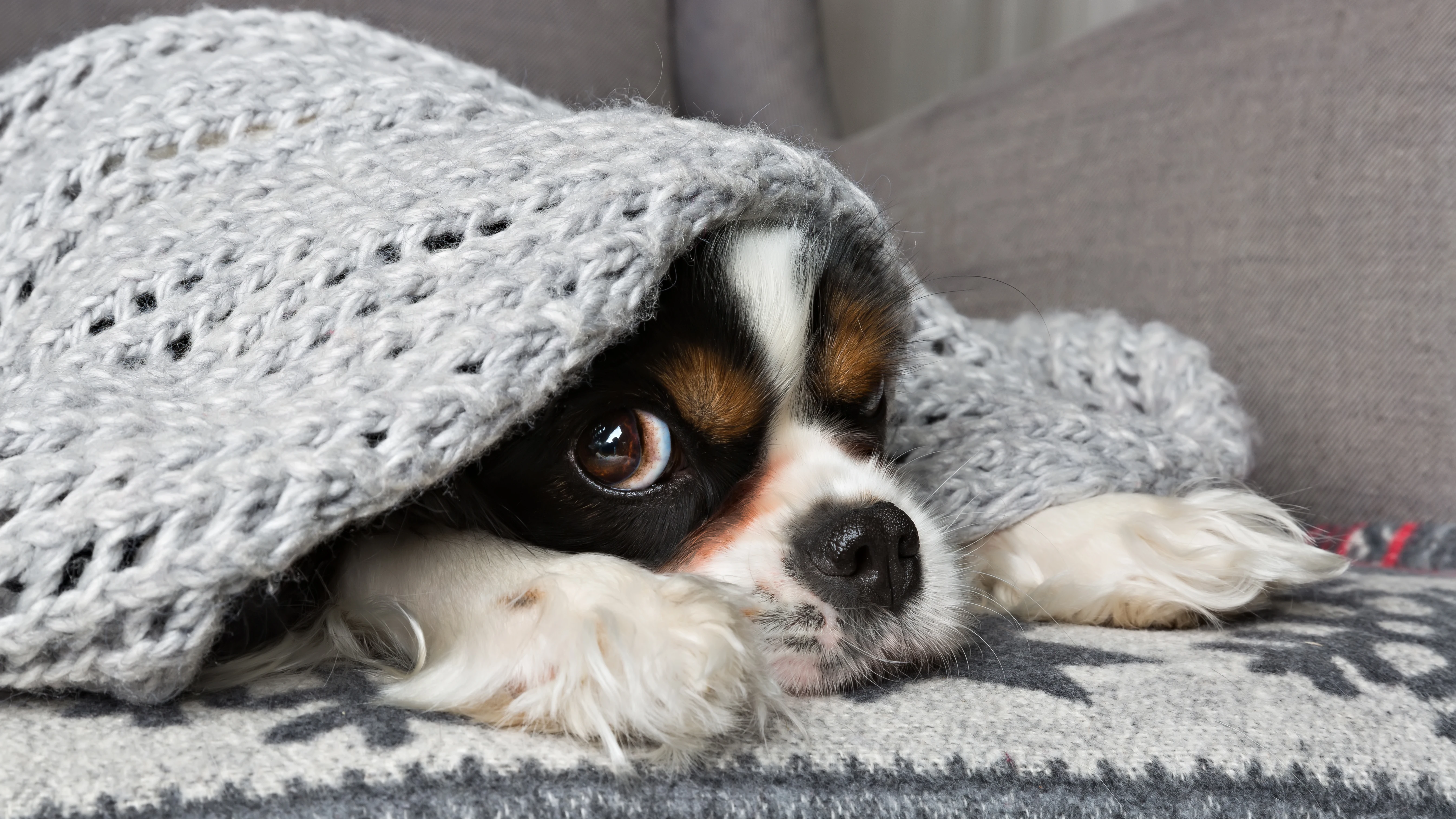 Perro asustado Perro asustado
