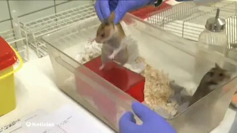 Hong Kong encuentra indicios de al menos un contagio de COVID-19 a partir de hámsters importados de Europa Hong Kong encuentra indicios de al menos un contagio de COVID-19 a partir de hámsters importados de Europa