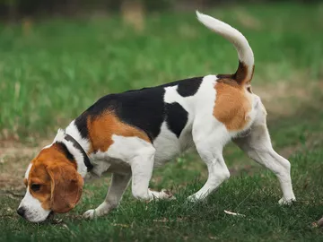 El sacrificio de estos perros está programado para el próximo 24 de enero. El sacrificio de estos perros está programado para el próximo 24 de enero.