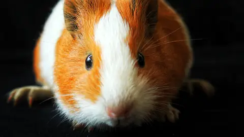 Imagen de archivo de un hámster Imagen de archivo de un hámster