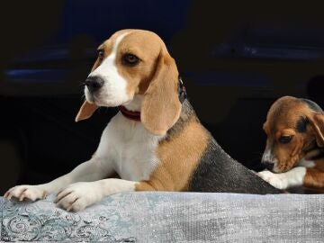 Imagen de dos beagles