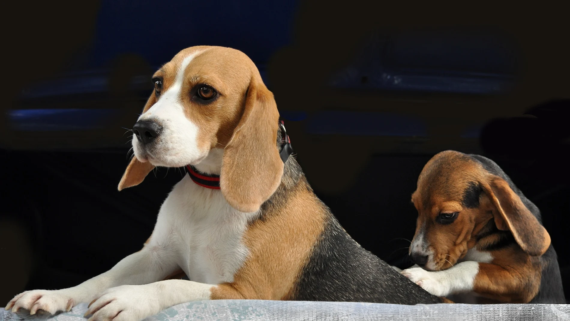 Imagen de dos beagles