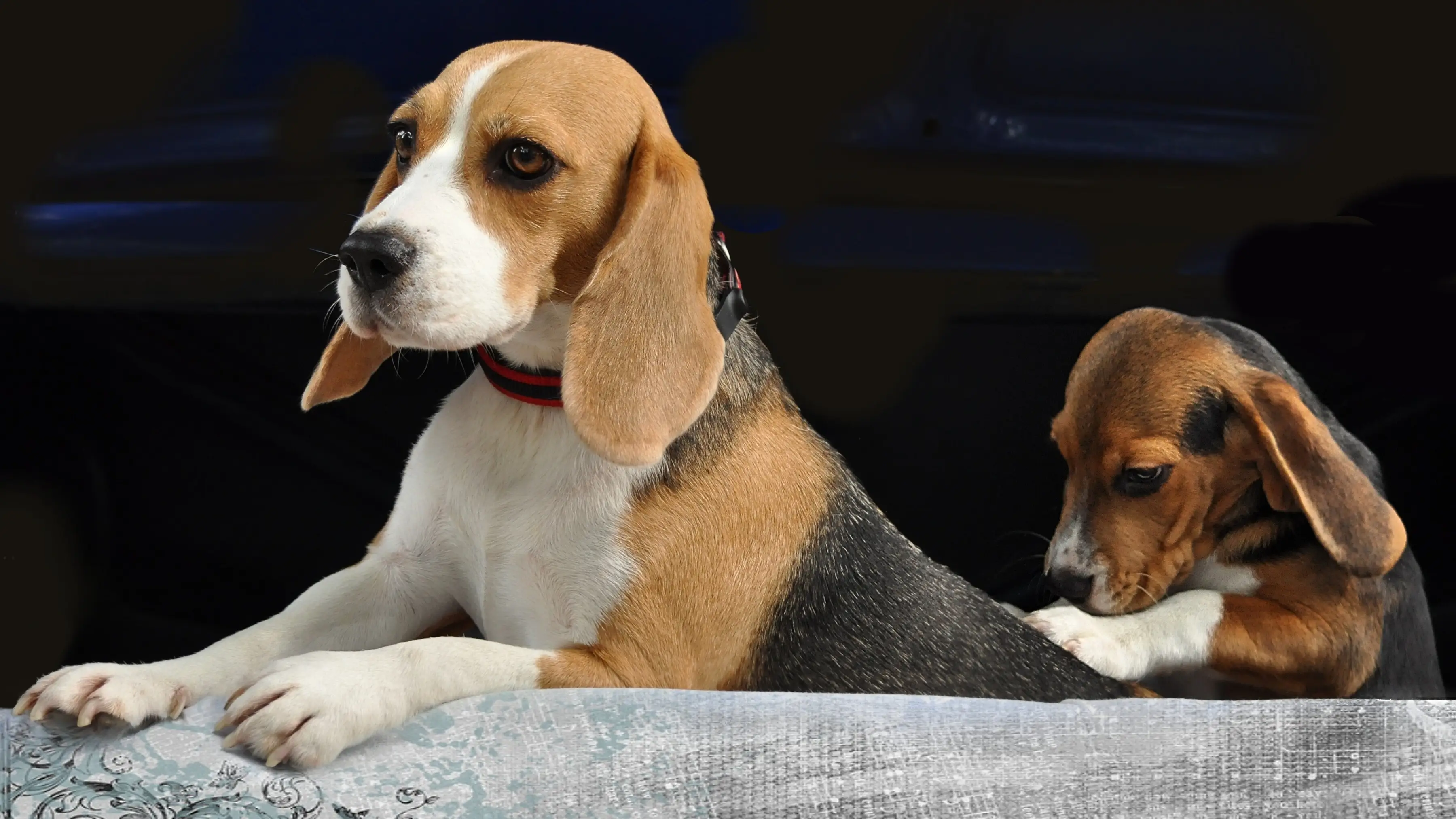 Imagen de dos beagles Imagen de dos beagles