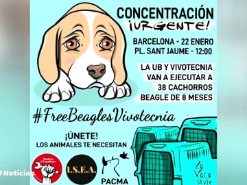 La Universidad de Barcelona asegura que no se ha comenzado a experimentar con los cachorro de beagle