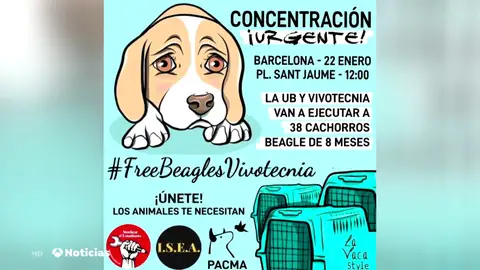 La Universidad de Barcelona asegura que no se ha comenzado a experimentar con los cachorro de beagle La Universidad de Barcelona asegura que no se ha comenzado a experimentar con los cachorro de beagle