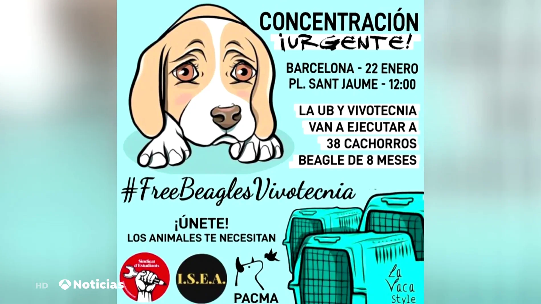 La Universidad de Barcelona asegura que no se ha comenzado a experimentar con los cachorro de beagle