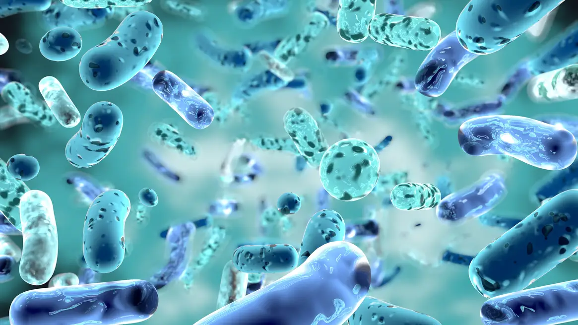Imagen de archivo de bacterias