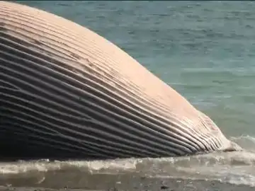 Una ballena varada en Estepona.