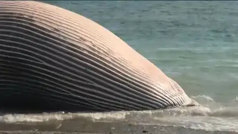 Una ballena varada en Estepona. Una ballena varada en Estepona.