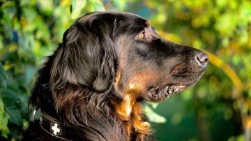 Detenidos 2 hombres por la muerte por abandono de 18 perros en una nave en Cantabria