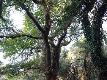 ¿Está el Árbol Europeo del año en Galicia? ¿Está el Árbol Europeo del año en Galicia?