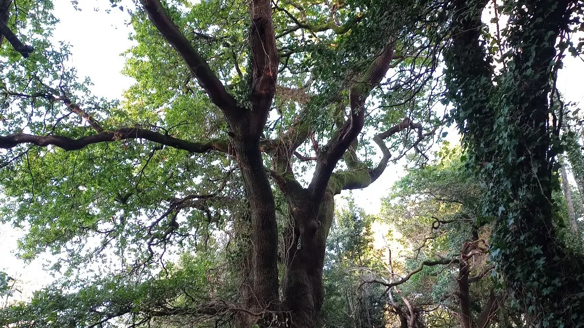 ¿Está el Árbol Europeo del año en Galicia? ¿Está el Árbol Europeo del año en Galicia?