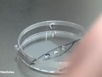 Un ginecólogo usó su propio esperma para tratamientos de fertilidad y ahora tendría al menos 21 descendientes Un ginecólogo usó su propio esperma para tratamientos de fertilidad y ahora tendría al menos 21 descendientes