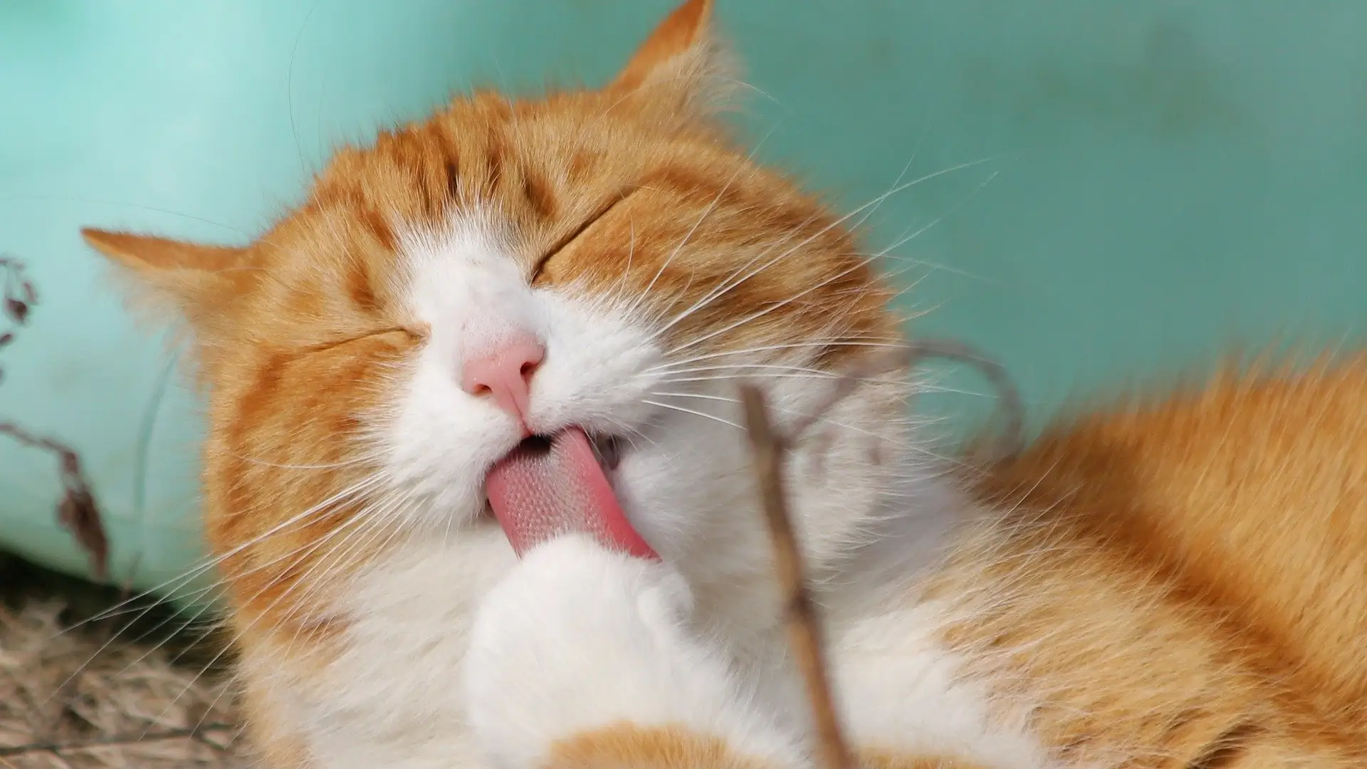 Foto de archivo de un gato