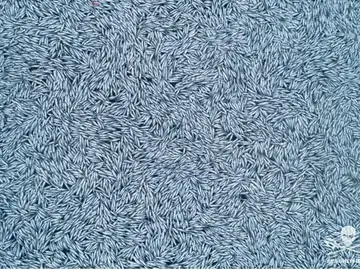 Un buque pesquero arroja más de 100.000 peces muertos en el Océano Atlántico frente a Francia Un buque pesquero arroja más de 100.000 peces muertos en el Océano Atlántico frente a Francia