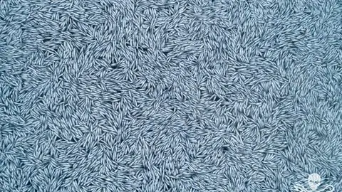 Un buque pesquero arroja más de 100.000 peces muertos en el Océano Atlántico frente a Francia Un buque pesquero arroja más de 100.000 peces muertos en el Océano Atlántico frente a Francia