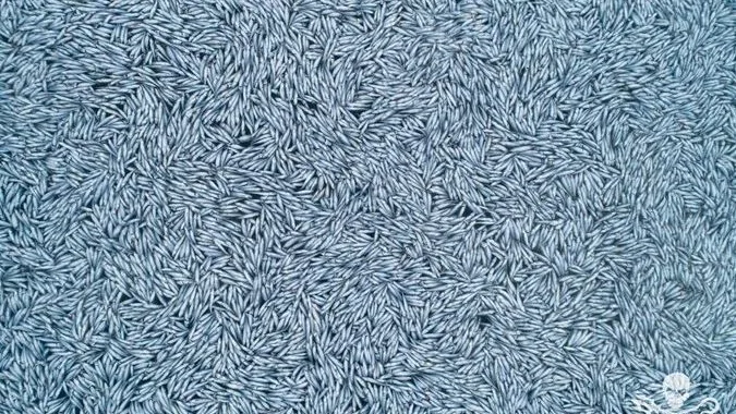 Un buque pesquero arroja más de 100.000 peces muertos en el Océano Atlántico frente a Francia Un buque pesquero arroja más de 100.000 peces muertos en el Océano Atlántico frente a Francia
