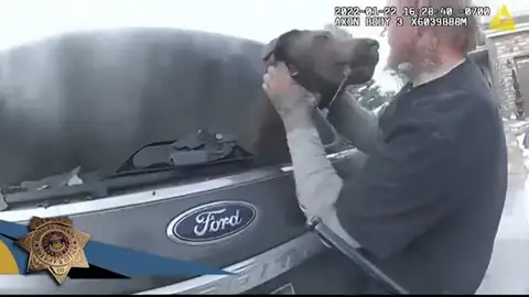 El dramático rescate de un perro atrapado dentro de un vehículo en llamas El dramático rescate de un perro atrapado dentro de un vehículo en llamas