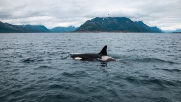 Orcas