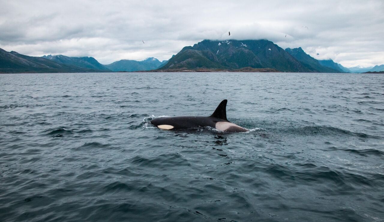 Orcas