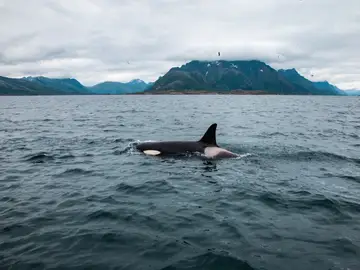 Orcas Orcas