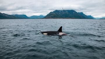 Orcas