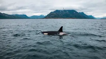 Orcas Orcas