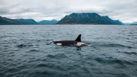 Orcas Orcas