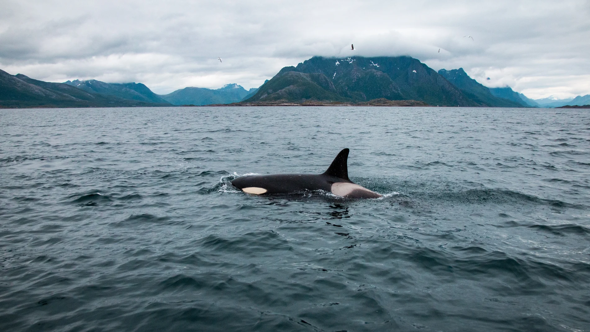 Científicos registran orcas cazando y matando a una ballena azul por primera vez