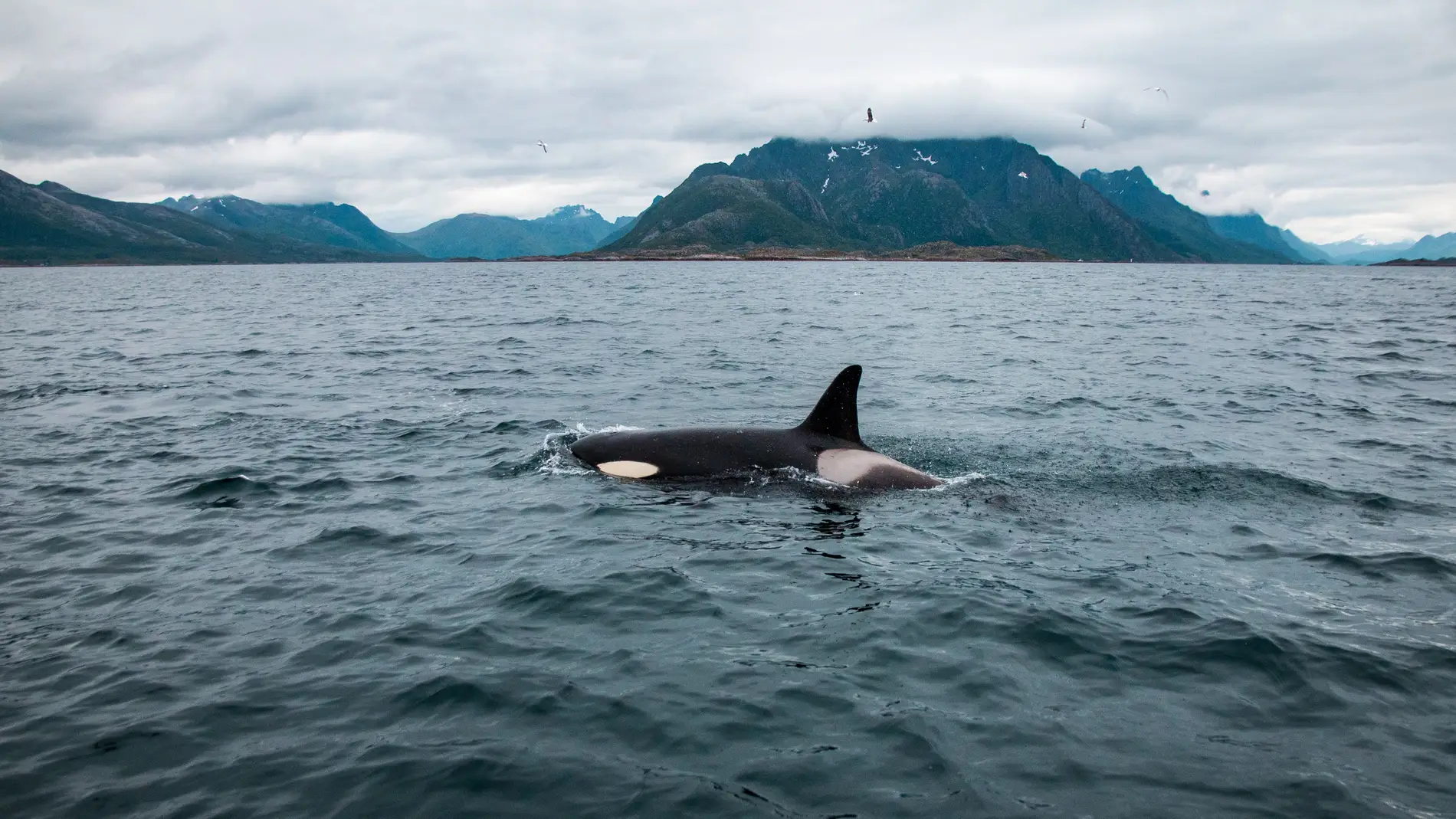 Orcas Orcas
