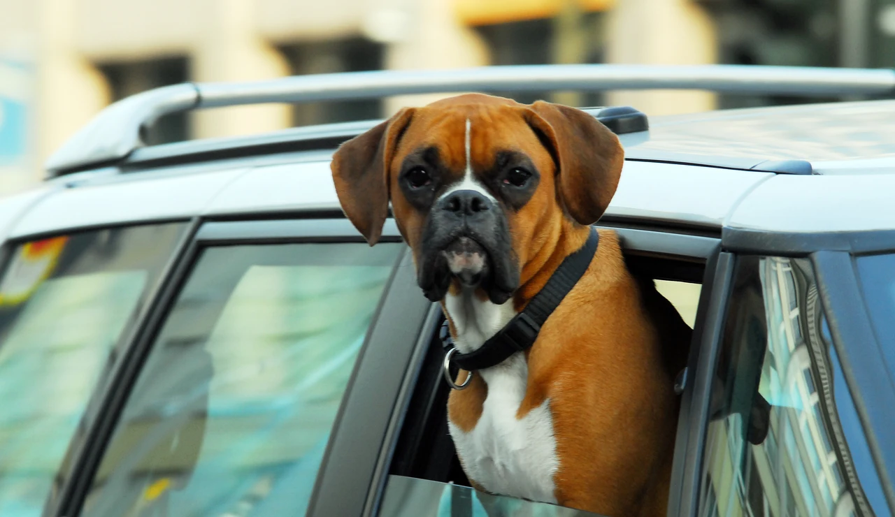 5 consejos de seguridad para viajar con perros y gatos