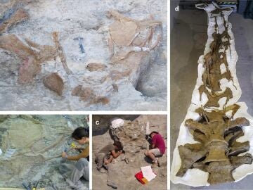 Los restos de la nueva especie de dinosaurio descubierta en Lleida