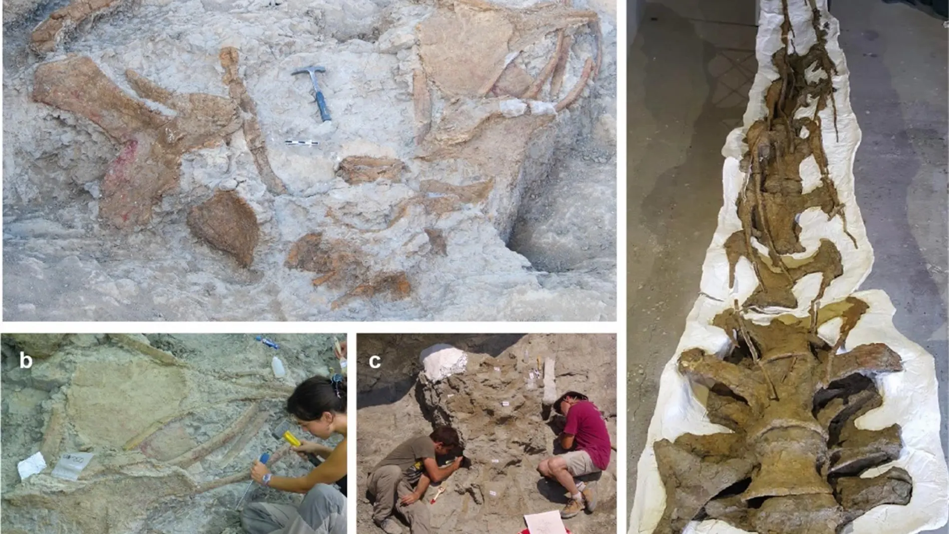 Los restos de la nueva especie de dinosaurio descubierta en Lleida