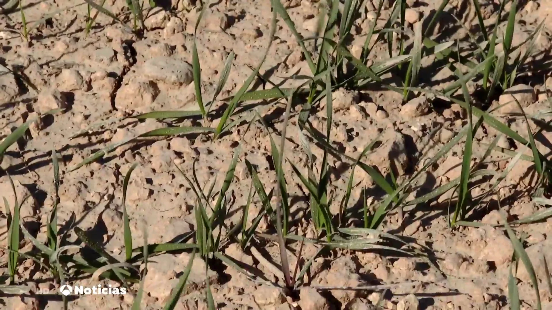 M&aacute;s del 50% de los campos de cultivo de Espa&ntilde;a afectados por la falta de lluvias