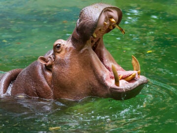 Qué comen los hipopótamos y otras diez curiosidades sobre estos animales