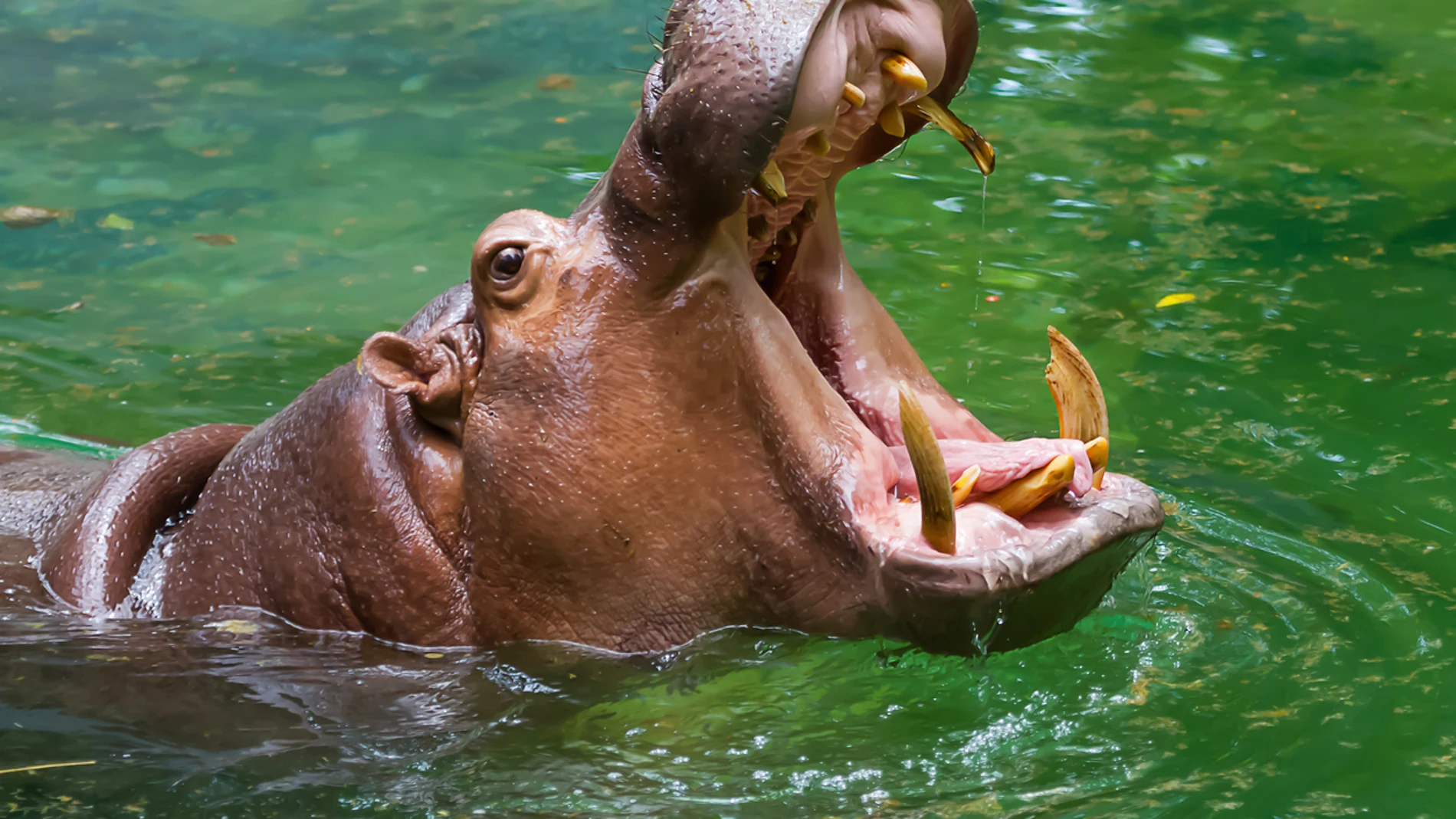 Hipopótamo atacó a campesino en Colombia - Porlavisión