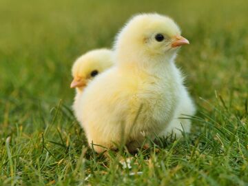 España estudia acabar con el sacrificio masivo de los polluelos macho