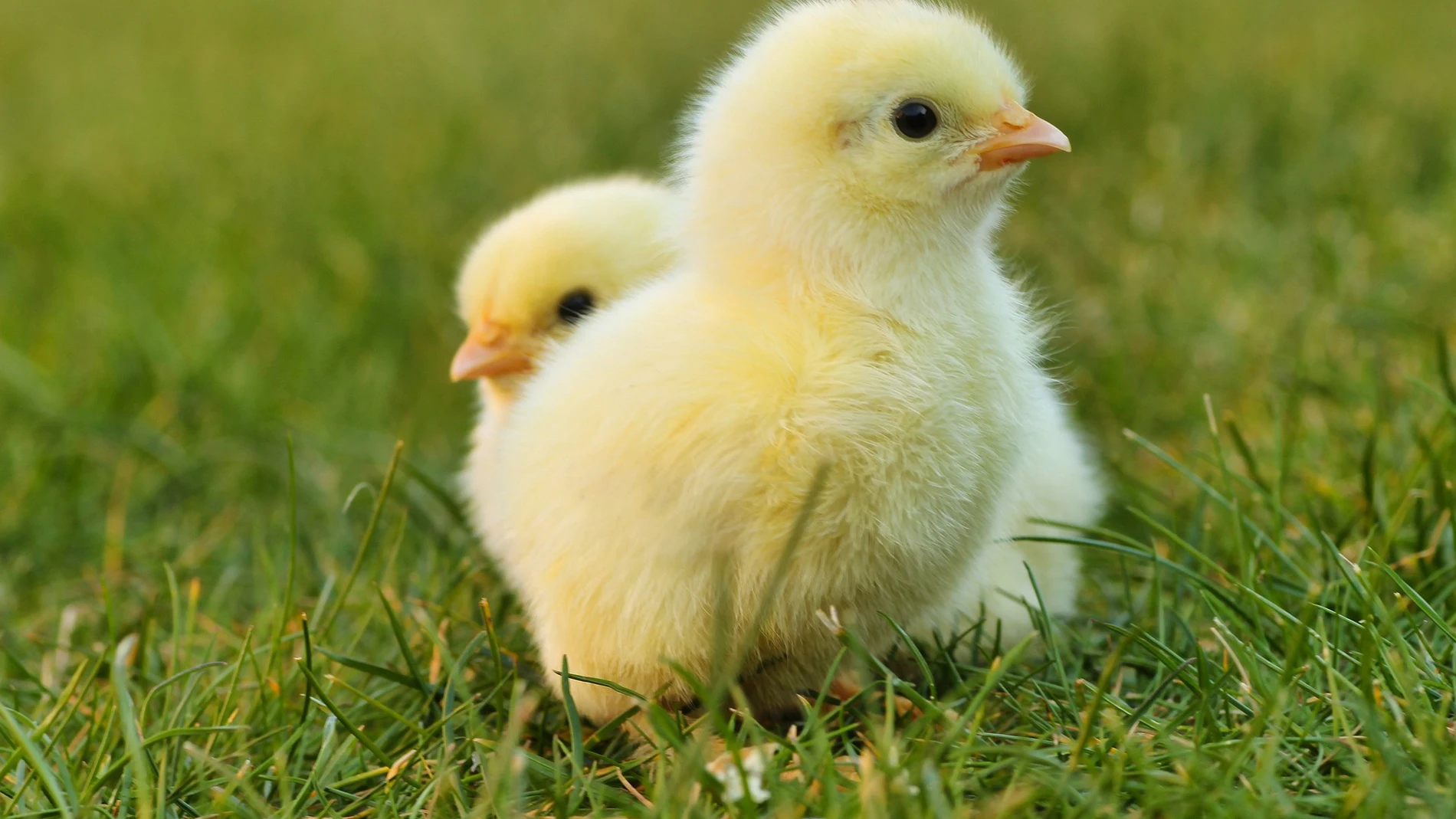 España estudia acabar con el sacrificio masivo de los polluelos macho