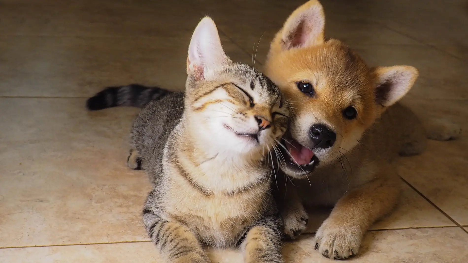 Perro y gato conviviendo felices