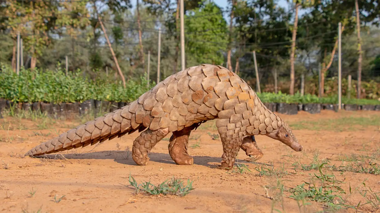 Foto de un pangolín Foto de un pangolín