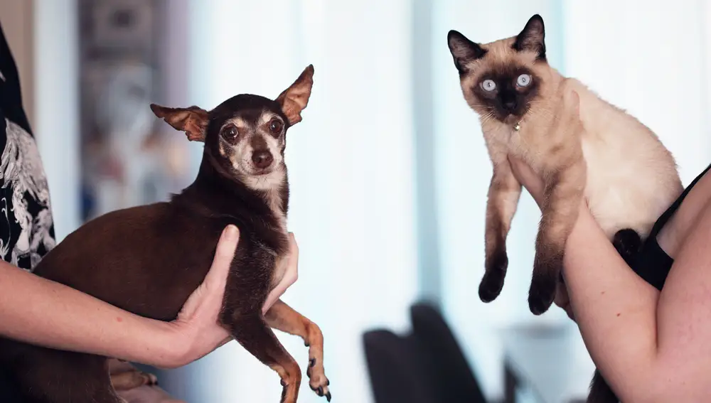 Toma de contacto entre perro y gato