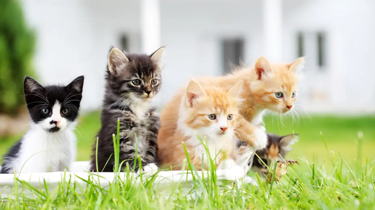 Razas, caracter&iacute;sticas y curiosidades de los gatos