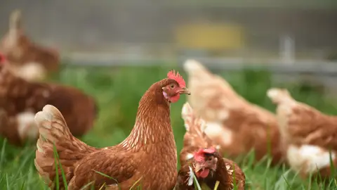 Gallinas Gallinas