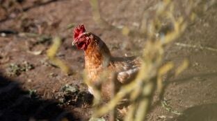 Imagen de un gallo 
