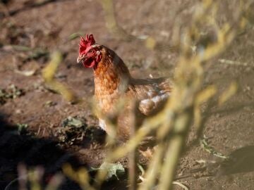 Detectan el primer caso positivo de gripe aviar en la Comunidad de Madrid