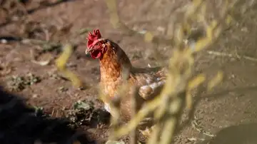 Imagen de un gallo Imagen de un gallo