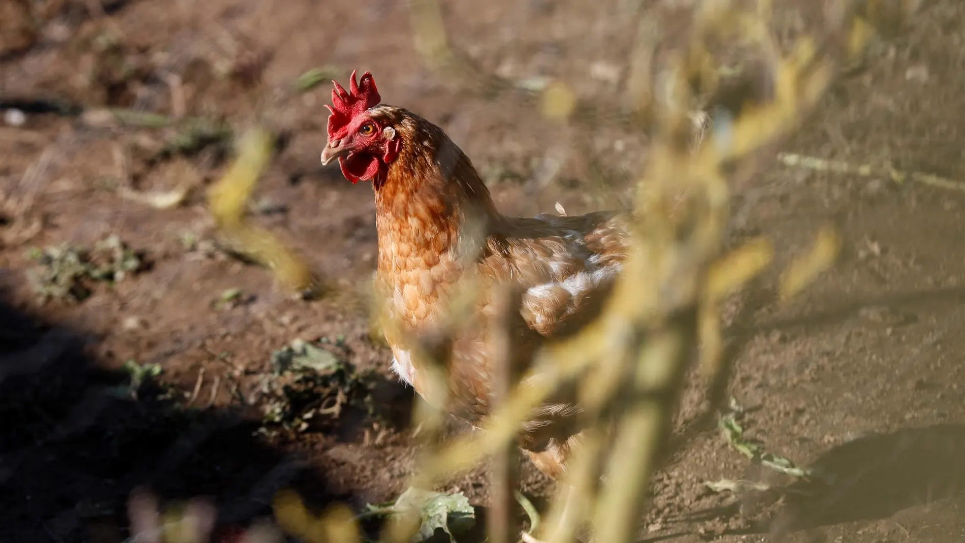 Detectan el primer caso positivo de gripe aviar en la Comunidad de Madrid