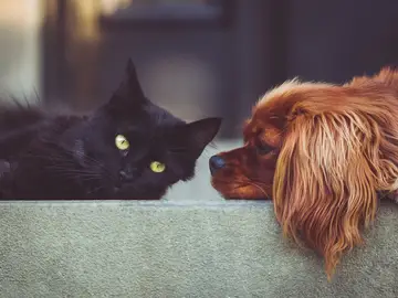 Un gato y un perro